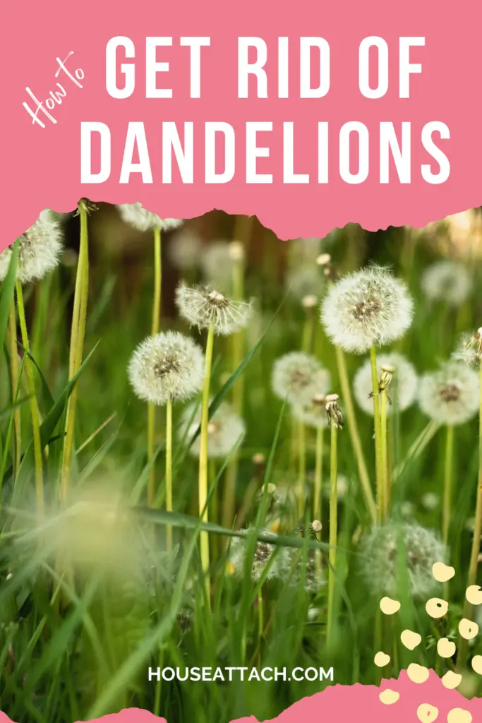 how to get rid of dandelions in the garden
