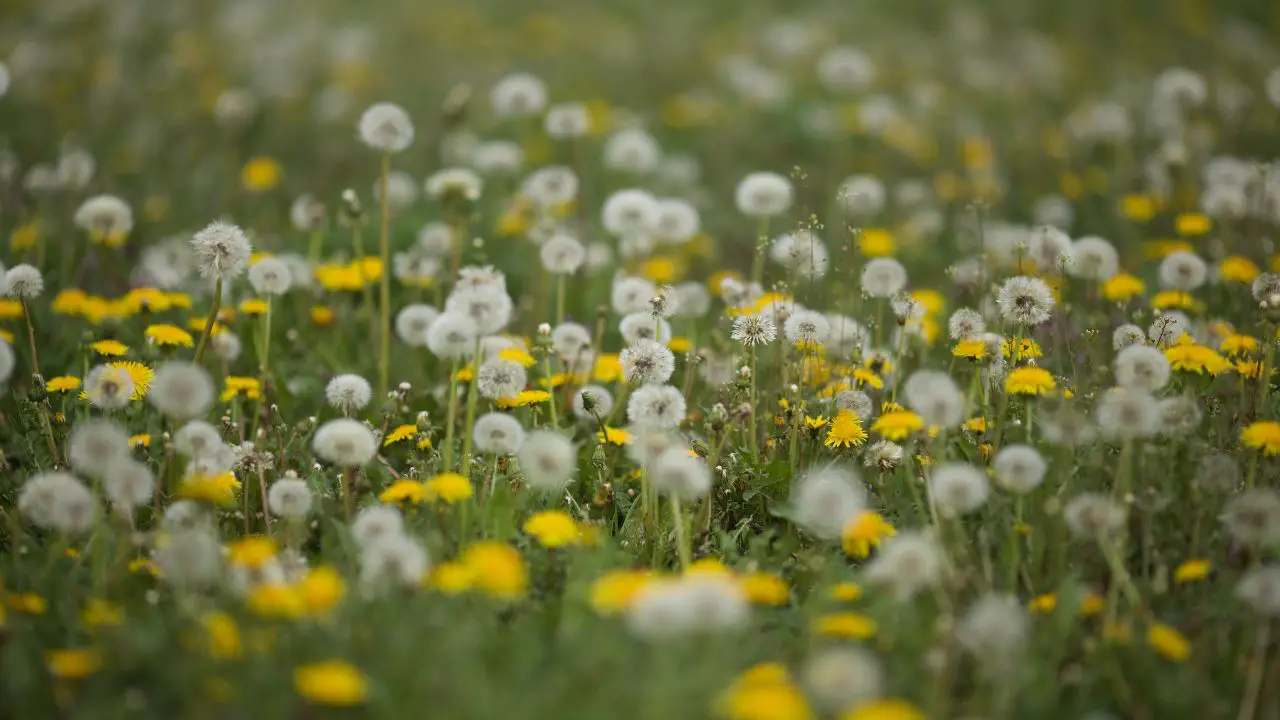 how to get rid of dandelions naturally