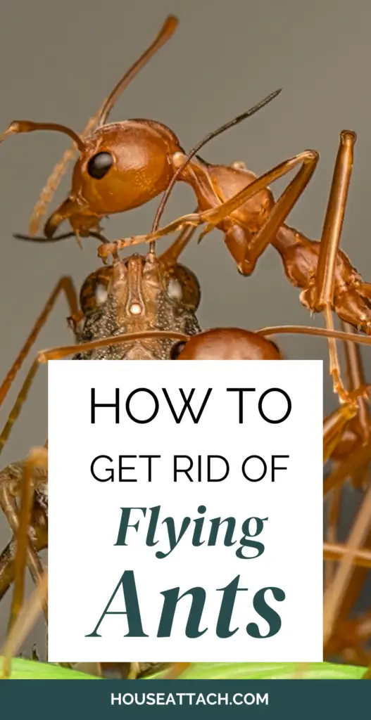 how to get rid of flying ants 1