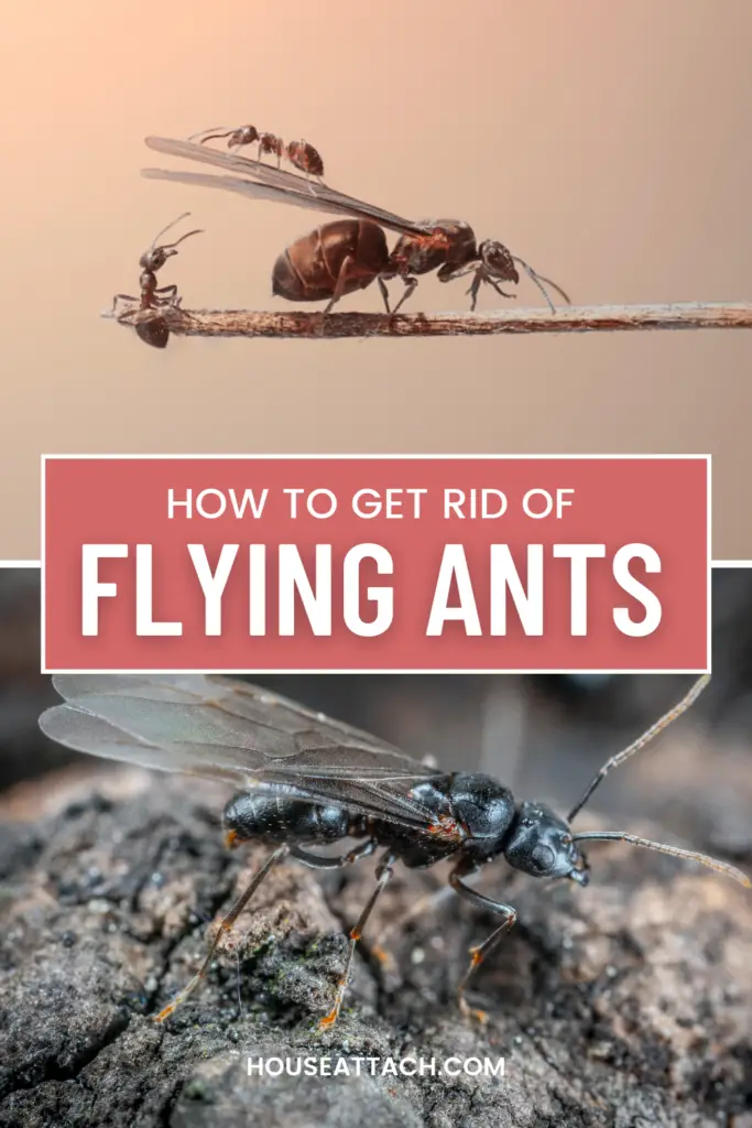 how to get rid of flying ants