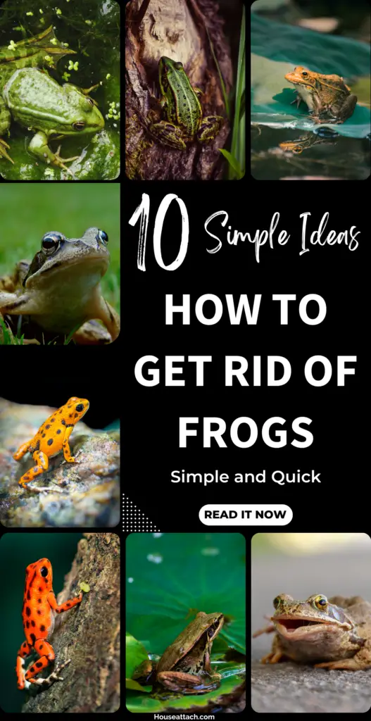 how to get rid of frogs 1 1