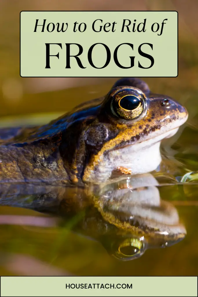 how to get rid of frogs
