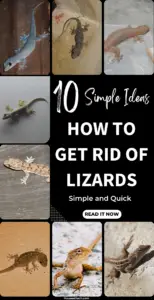 How to Get Rid of Lizards from the House