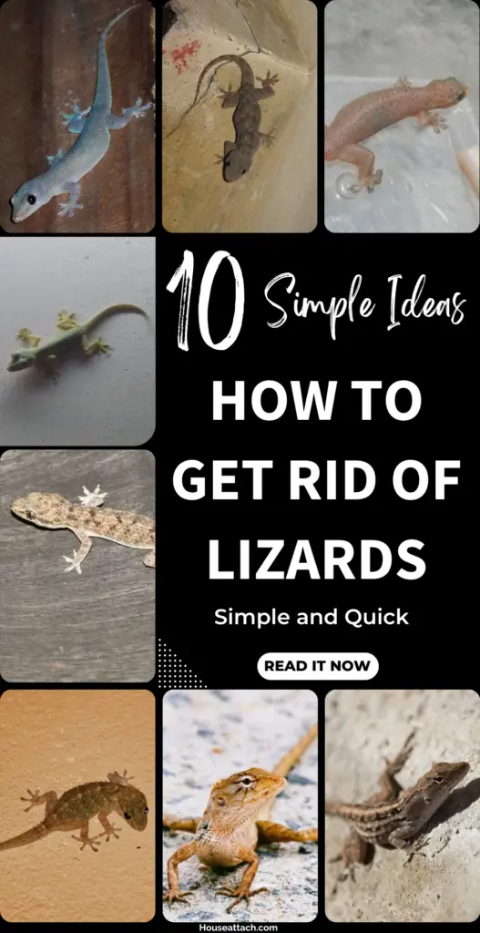 how to get rid of lizards