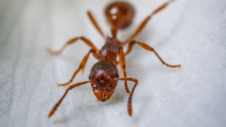how to get rid of sugar ants naturally in kitchen