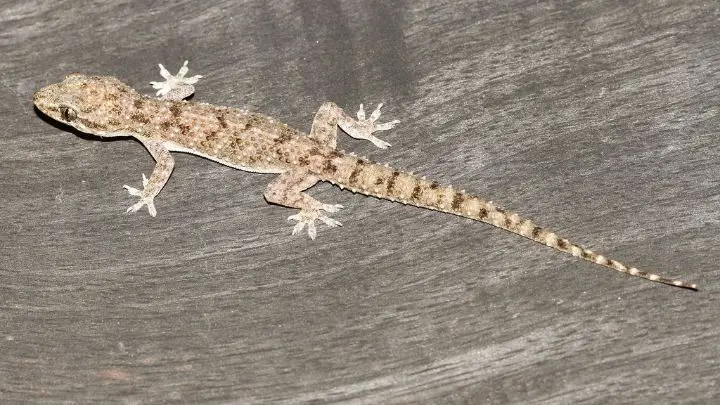 patio lizard