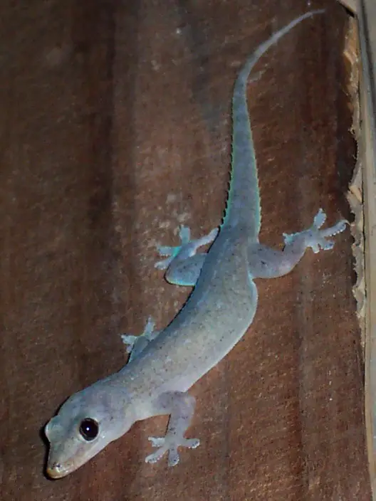 wall lizard 1