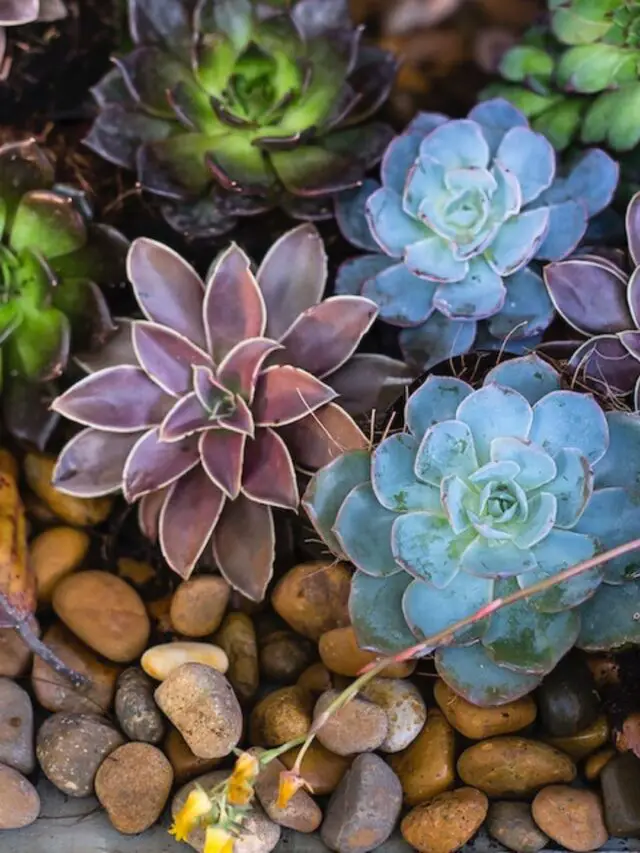 7 Creative River Rock Landscaping Ideas