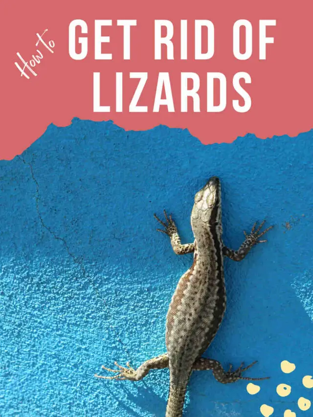 How to Get Rid of Lizards