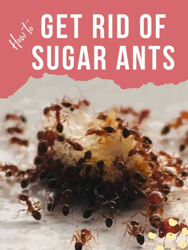 Cropped How To Get Rid Of Sugar Ants In The House 