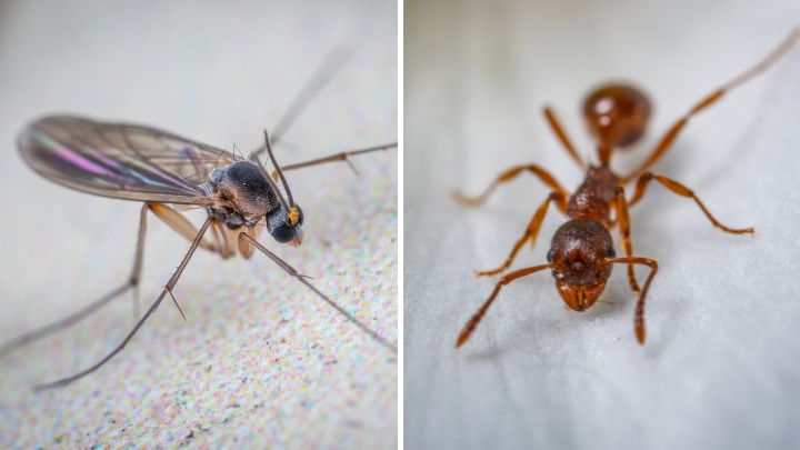 Ants vs Gnats