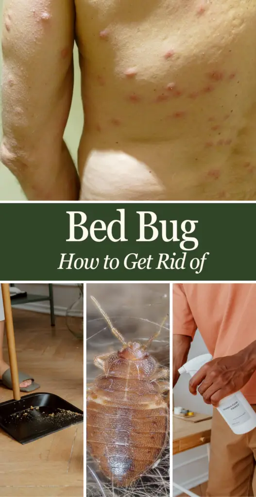 Bed bug How to Get Rid of