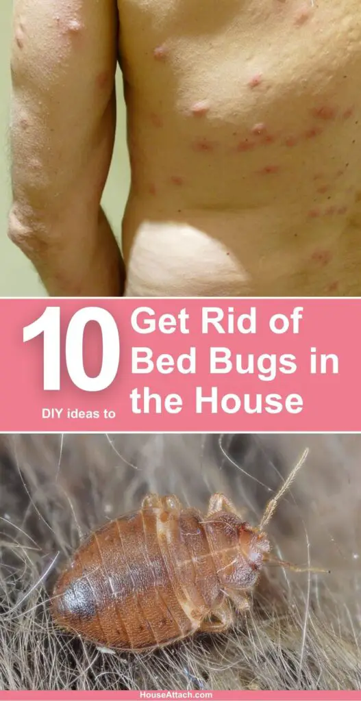 How to Get Rid of Bed Bugs in the House