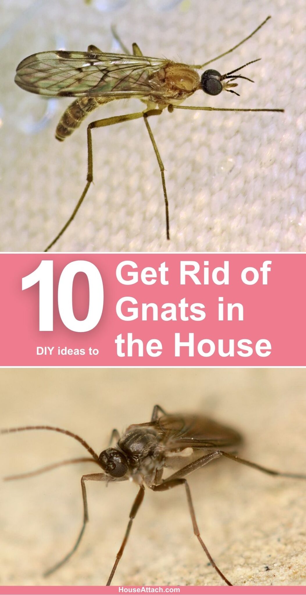 How To Get Rid Of Gnats In The House   How To Get Rid Of Gnats In The House 1053x2048 