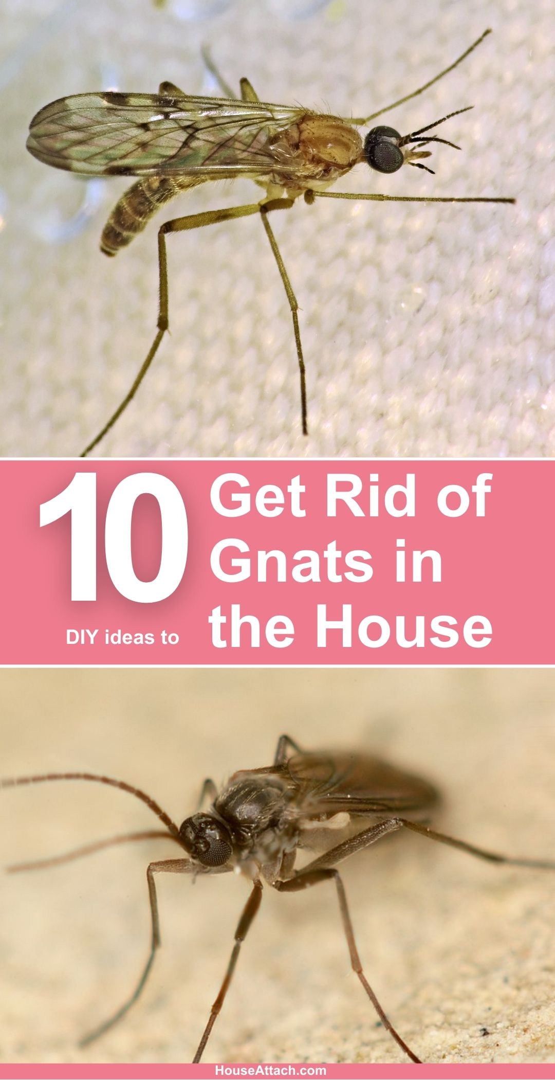 How To Get Rid Of Gnats In The House   How To Get Rid Of Gnats In The House 