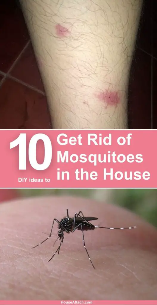 How to Get Rid of Mosquitoes in the House