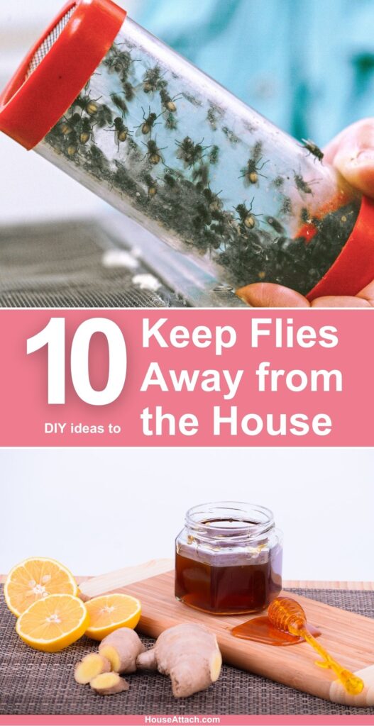 How to Keep Flies Away from the House