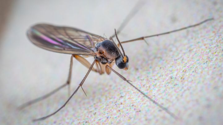 How to Prevent Gnats Coming to Your House