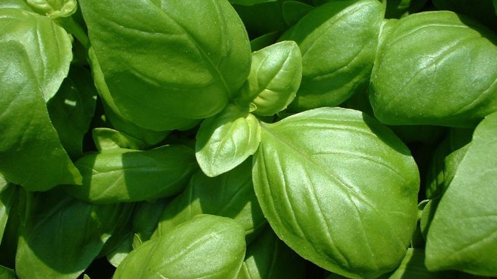 Plant Basil as mosquito repellent plant