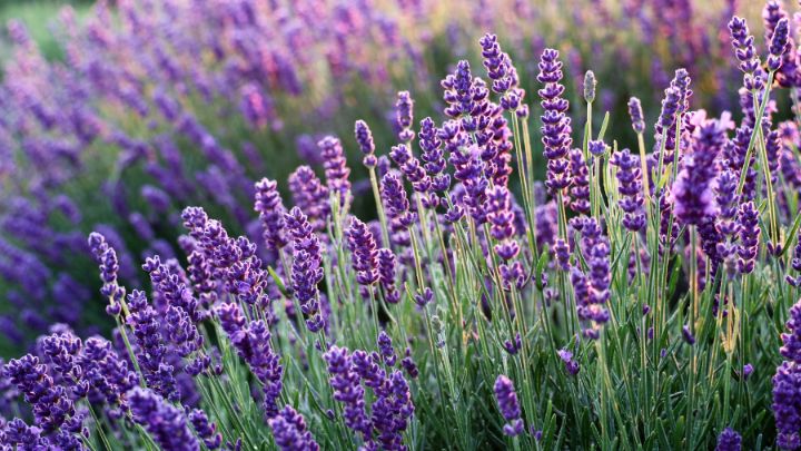 Plant Lavender in the Yard for Insect repellent