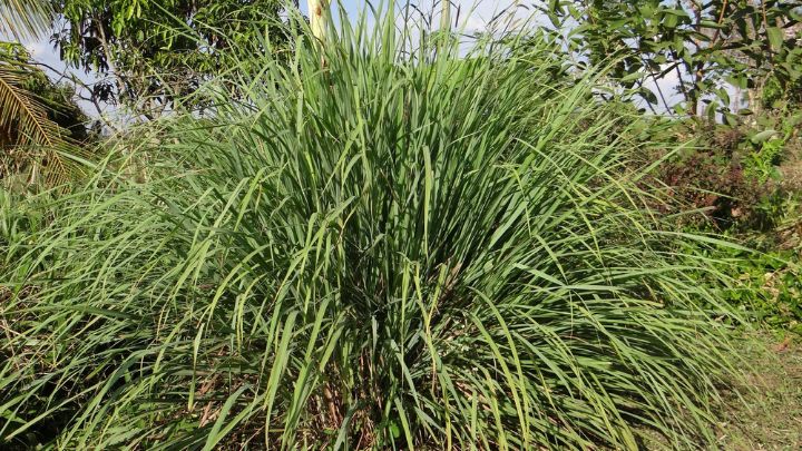 Plant Lemongrass for Bug repellent