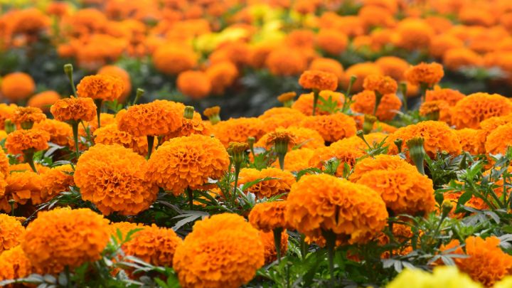 Plant Marigolds for Bug removal