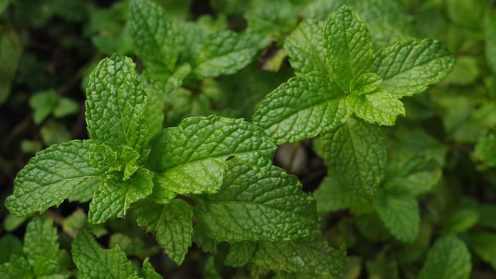 Plant Mint in a Pot for Insect repellent