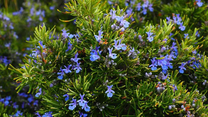 Plant Rosemary in the Garden for Bug repellent
