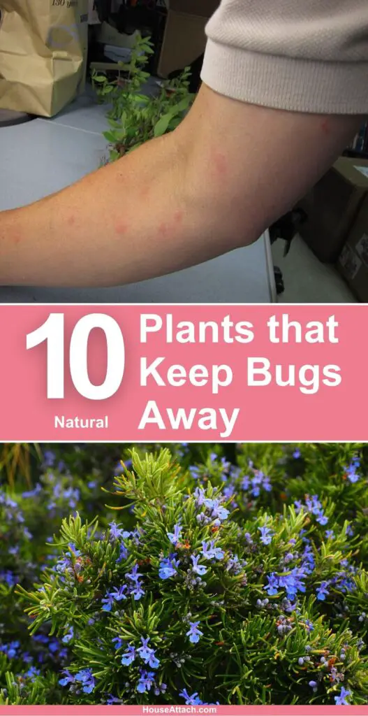 Plants that Keep Bugs Away 1