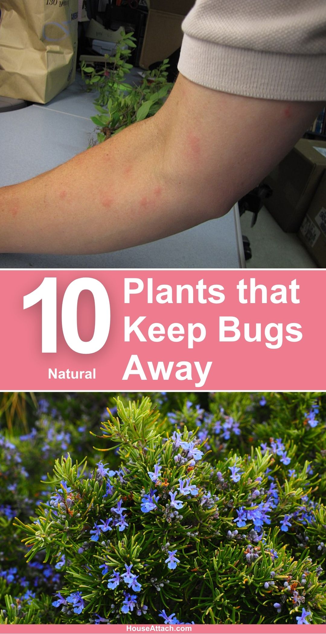 10-natural-plants-that-keep-bugs-away