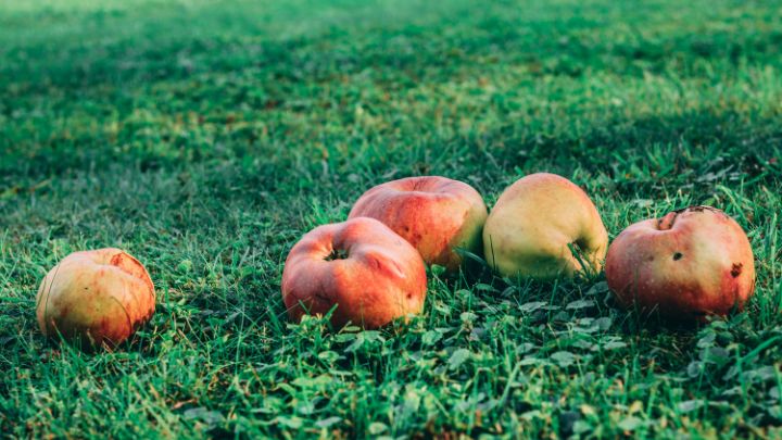 Remove Rotten Fruits and Vegetables to repel gnats