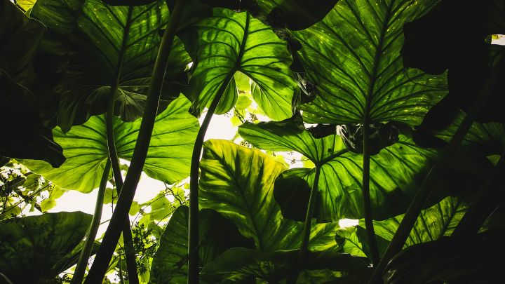 Use Big Plants to Hide the Air Conditioner