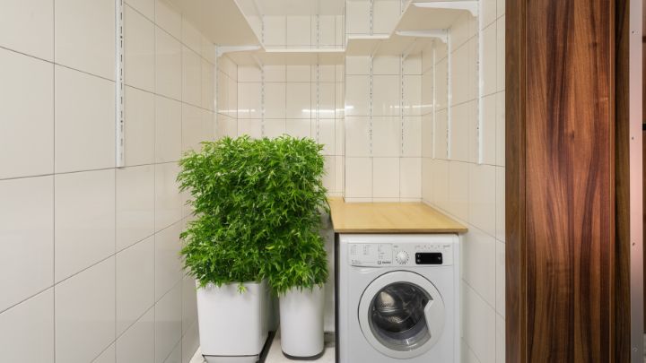 Use Plants to Hide the Water Heater