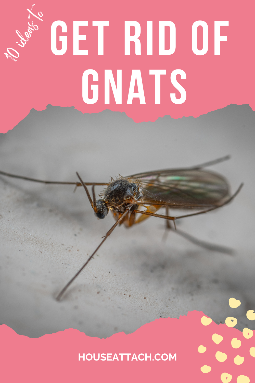 How to Get Rid of Gnats in the House