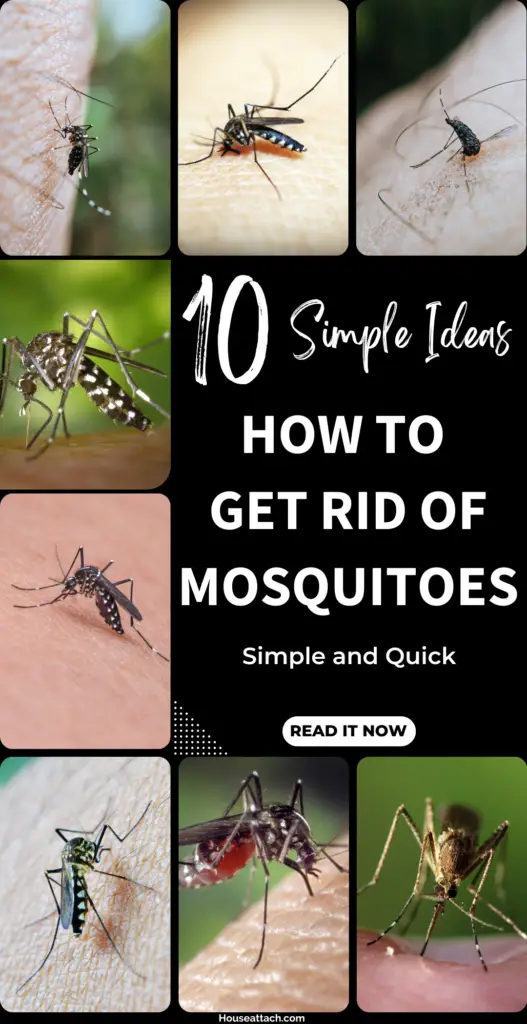 how to get rid of Mosquitoes