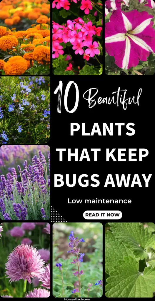 plants that keep bugs away