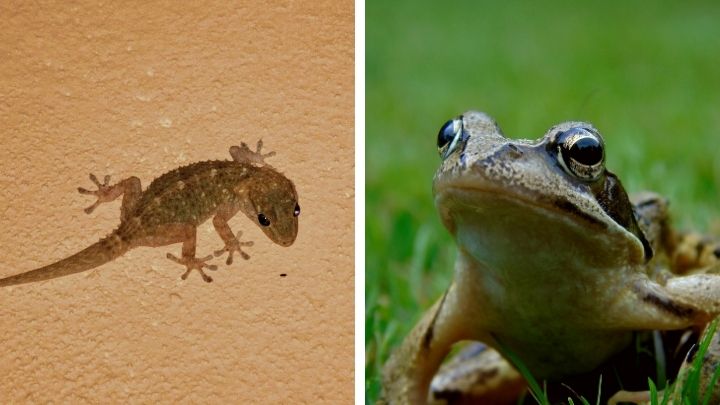 Attract Lizards and Frogs to eat crickets