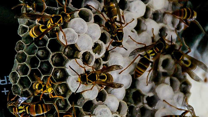 Build a False Wasp Nest