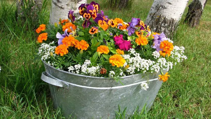 Build a Small Potted Flower Garden