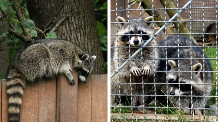 Build a Tall Wooden Fence to repel raccoons