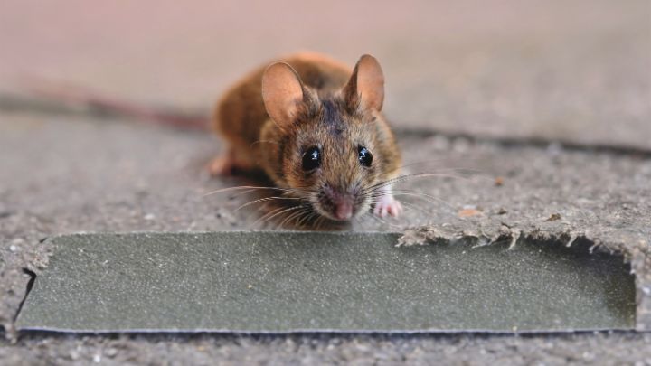 Buy Glue Traps for rats