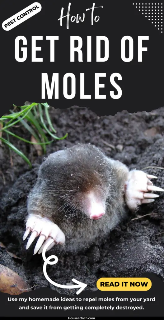 DIY ideas to get rid of moles