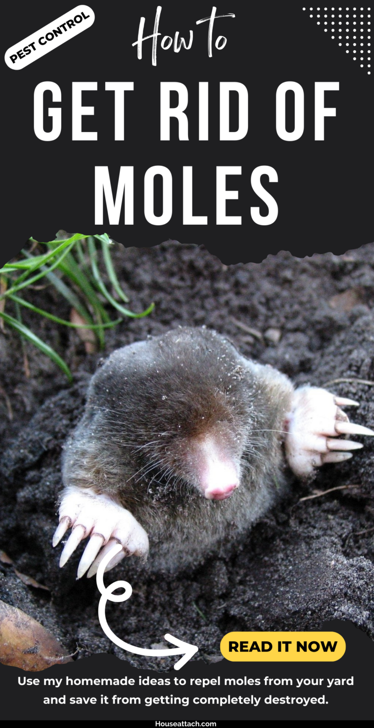 How to Get Rid of Moles in the Yard