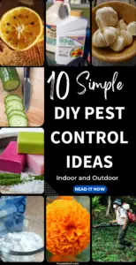 10 Best DIY Pest Control Ideas (Indoor and Outdoor)