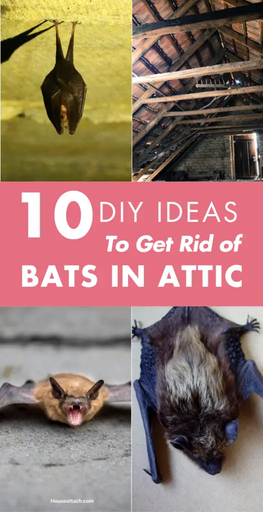 DIY tips to Get Rid of bats in the attic