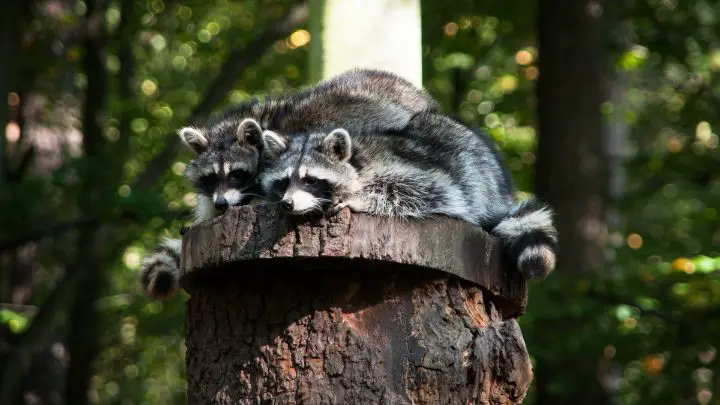 Eliminate raccoon Habitat