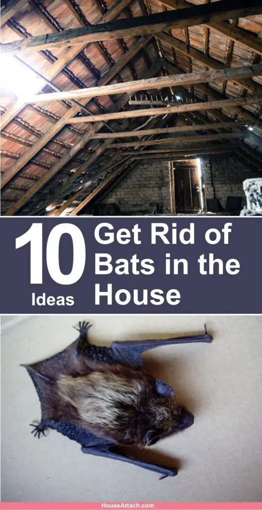 How to Get Rid of Bats in the House