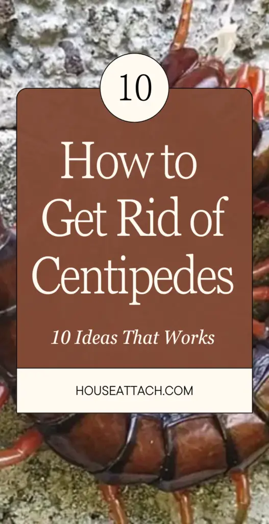 How to Get Rid of Centipedes 1