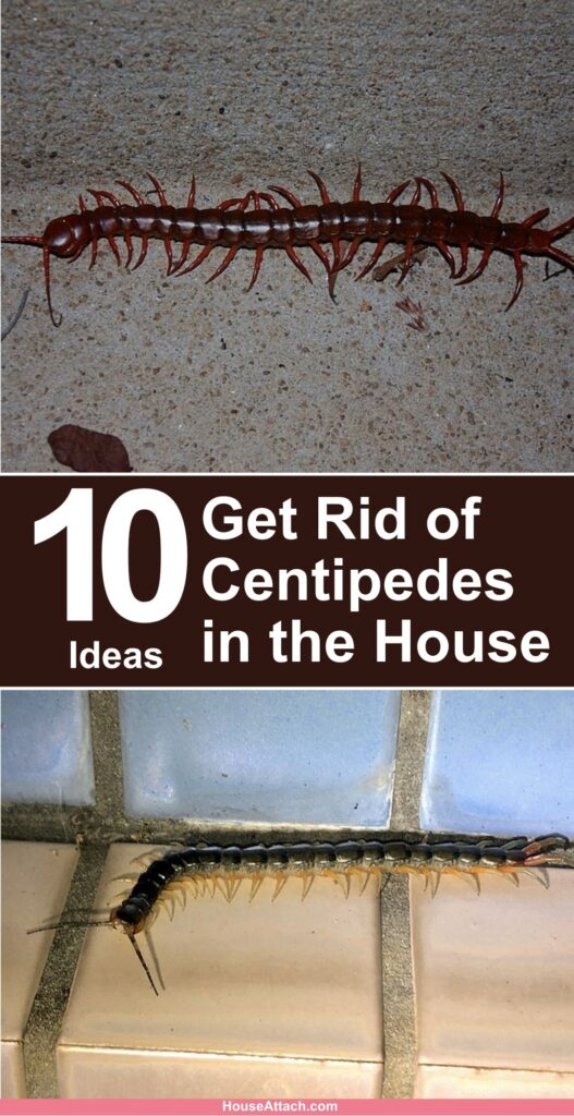 How to Get Rid of Centipedes in the House