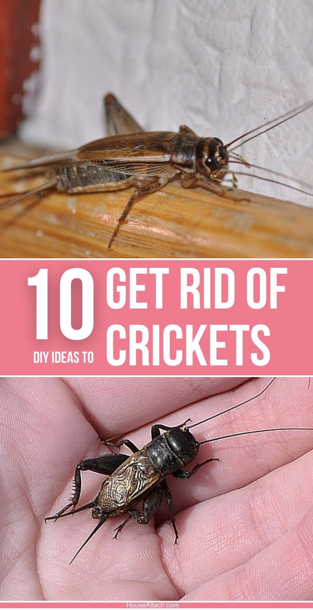 How to Get Rid of Crickets